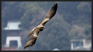 Adler