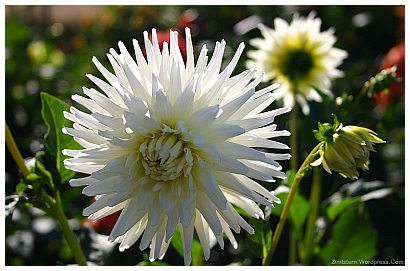 Blume