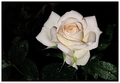 White Rose