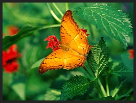 Schmetterling