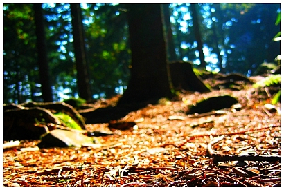 Wald