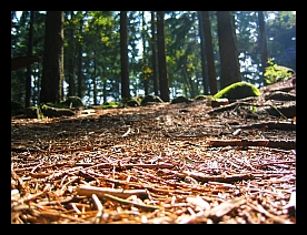 waldboden